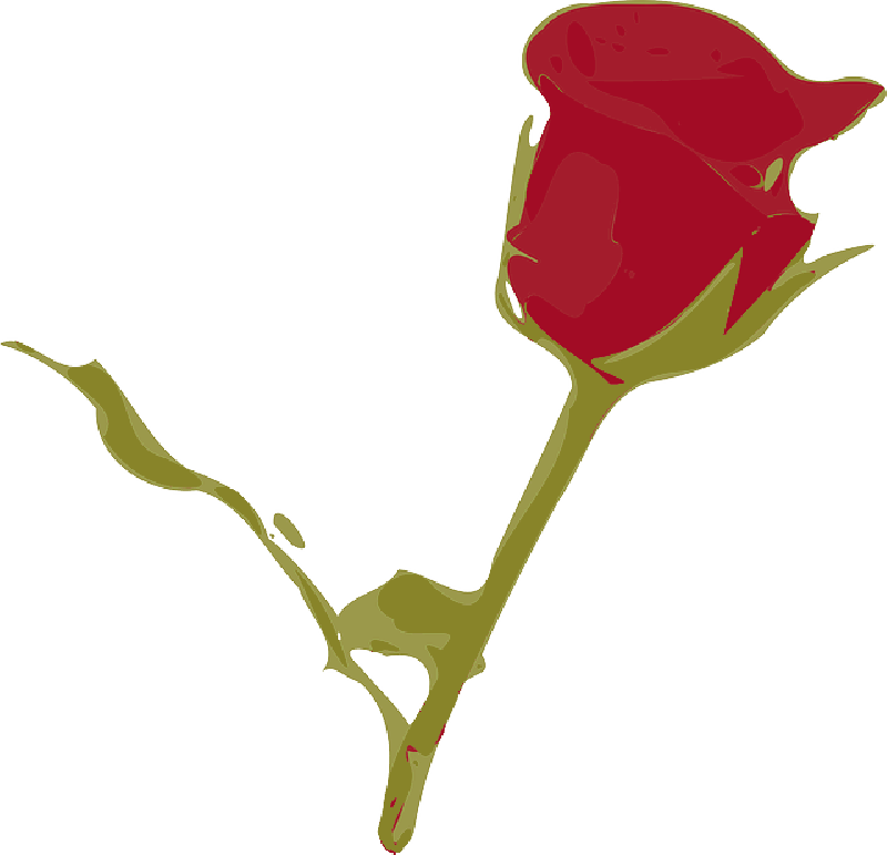 Red Rose, Rose, Flower, Red, Rosa, Plant - Rose (800x771)