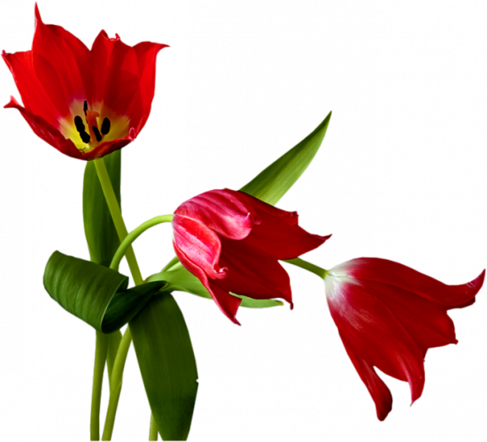 Anh Dong Hoa Hong (550x500)