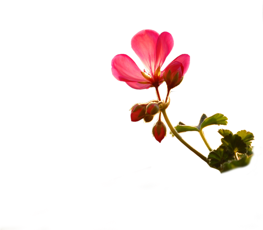 09 Jun - Small Flower Images Png (1024x768)
