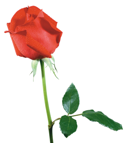 Фантастически Красивые Красные Розы - 玫瑰 花 (444x500)