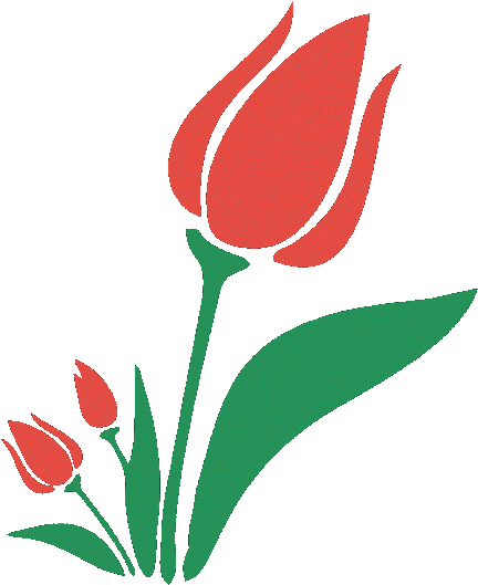 Photo - Sprenger's Tulip (530x530)