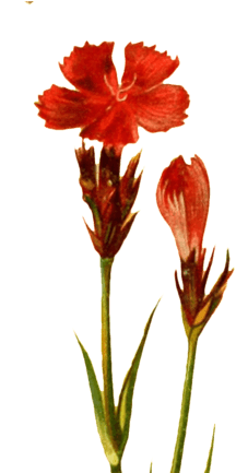 Orange Lily (324x432)