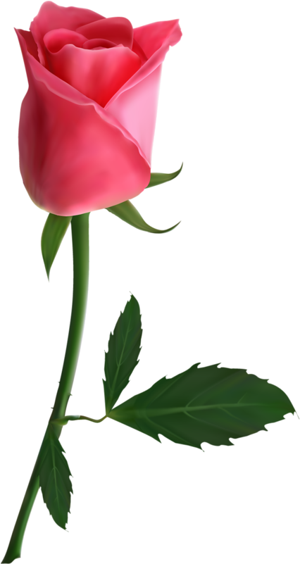 Png 工笔 素材 - Pink Roses Png (432x800)