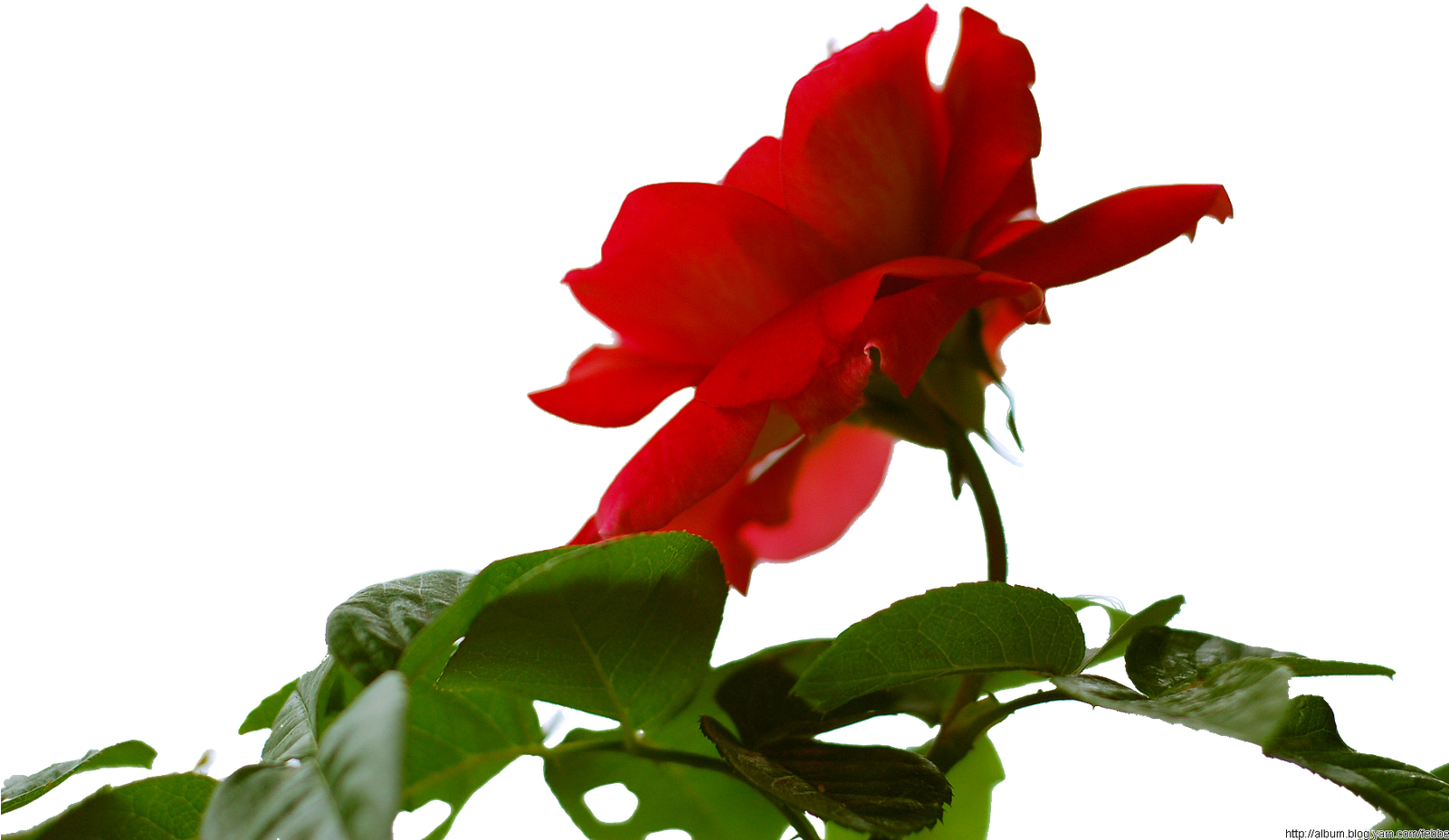 Garden Roses Petal Herbaceous Plant - Garden Roses Petal Herbaceous Plant (1600x1064)