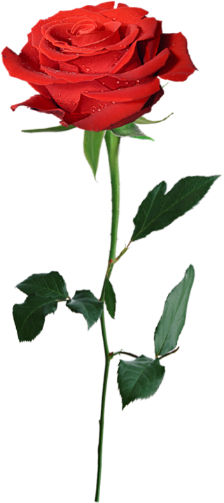 Изображение Для Плейкаста - Rosen-blumen-raum-schwarze Mit Blumenpostkarte Postkarte (353x732)