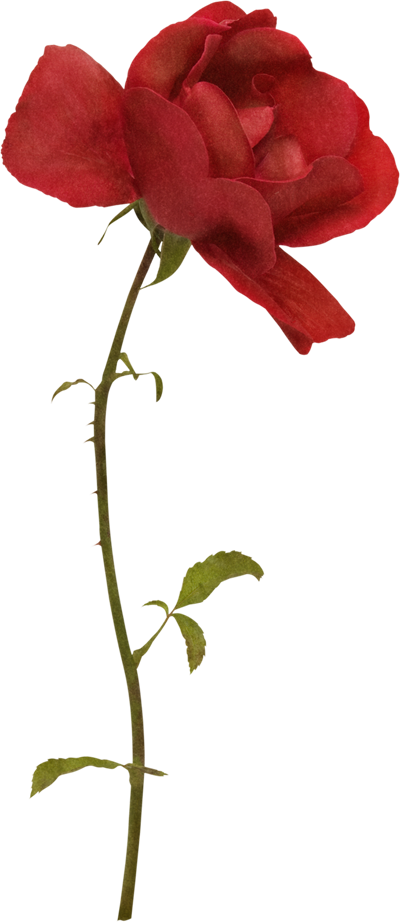 Yanıtla - Garden Roses (400x922)