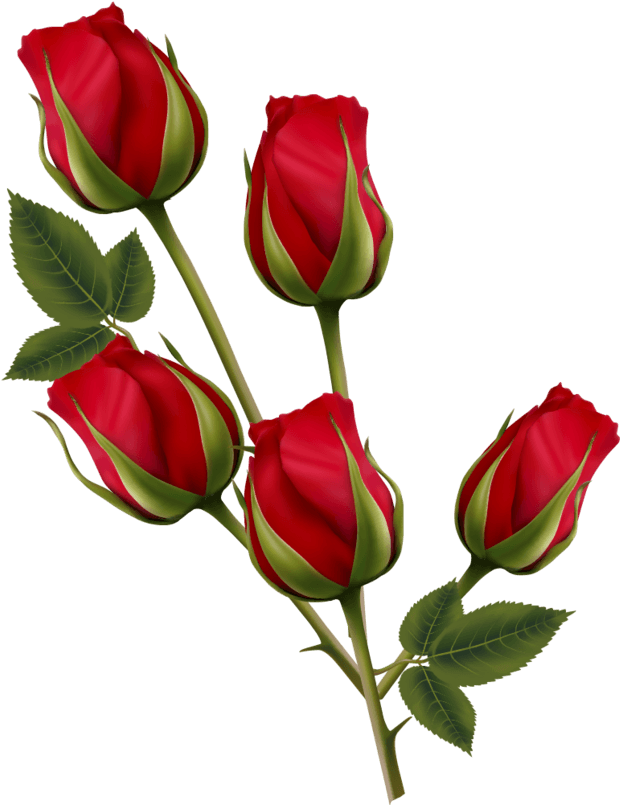 彩绘红色玫瑰花 - Valentine's Day (804x804)