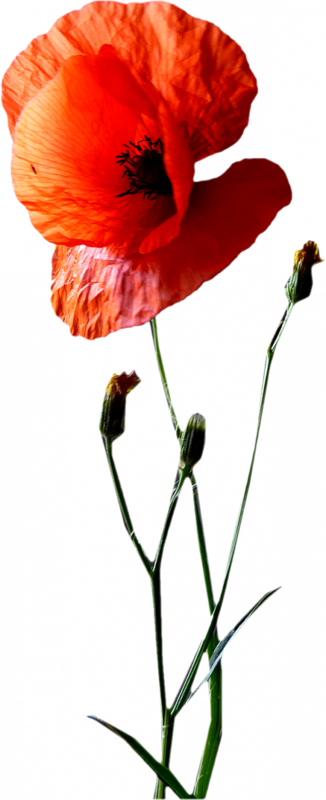 Corn Poppy (326x800)