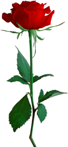 Фотографии В Альбоме «цветы 3d Png» Lyusya-milochka56 - Rosa En Png (355x500)