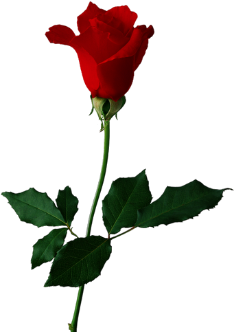 Png Flowers - Rose Red For You (364x512)