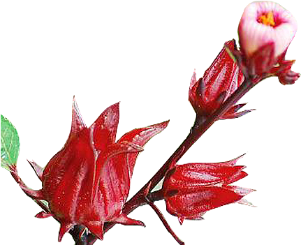 Roselle Flowers Roselle Flowers - Roselle Flower Png (500x500)