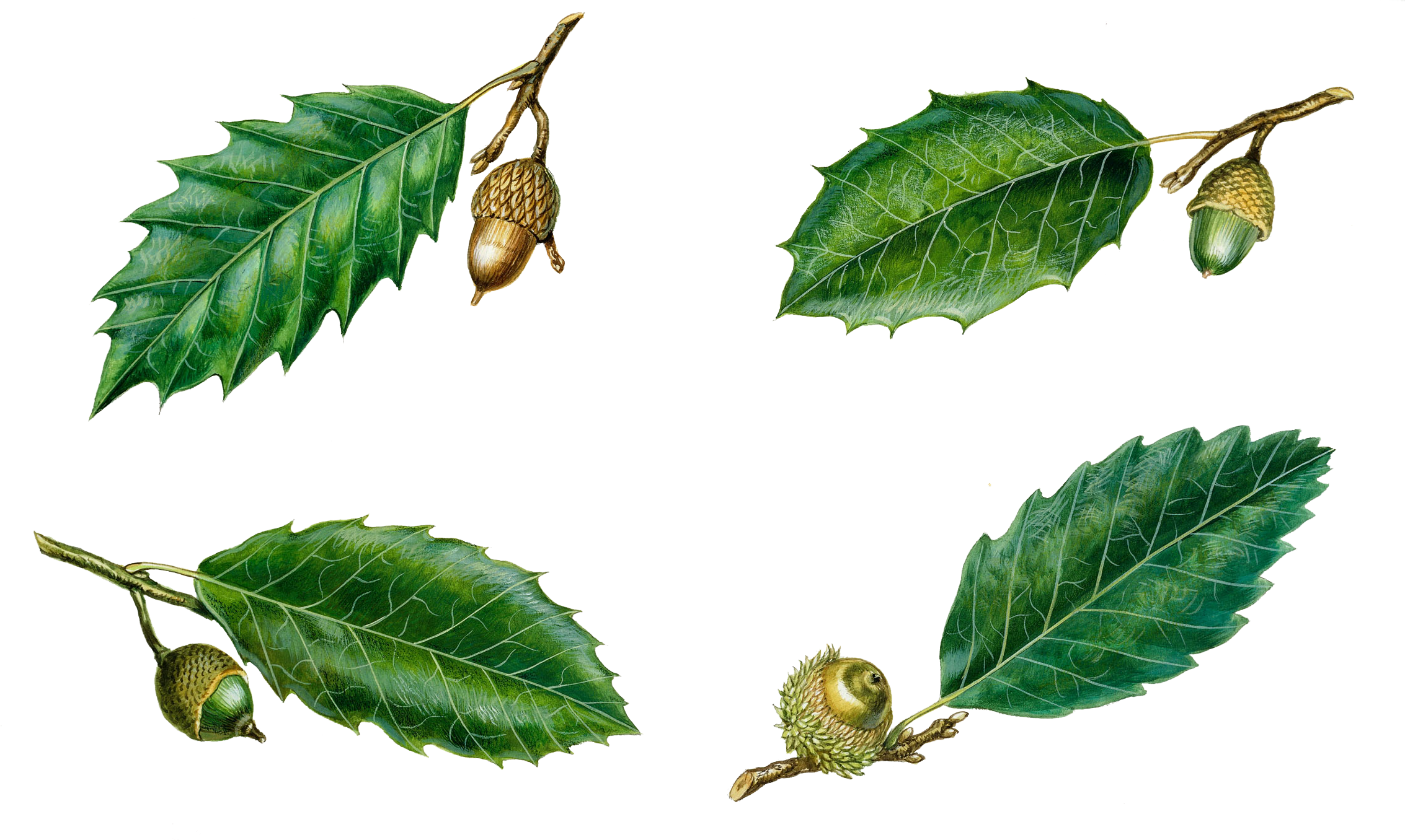 Quercus Suber Quercus Coccifera Quercus Trojana Quercus - Quercus Ilex Leaf Png (2319x1506)