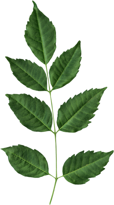 Фотографии В Альбоме «good Old Farm» Mircliparta На - American Holly (456x800)