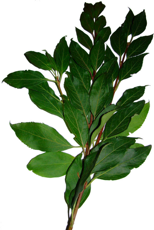 Bay Laurel Leaf Tree Shrub - Bay Laurel (650x968)