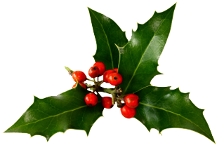 Gallery Photo - American Holly (437x287)