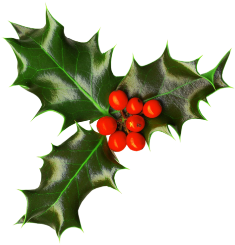 Houx Gui / - Christmas Holly Transparent Png (487x500)