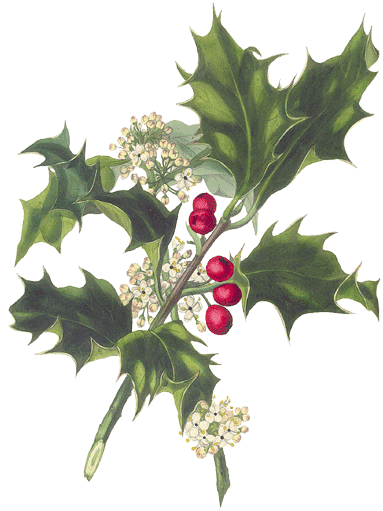 December 2007 - Meeting - Holly Botanical Illustration (400x510)