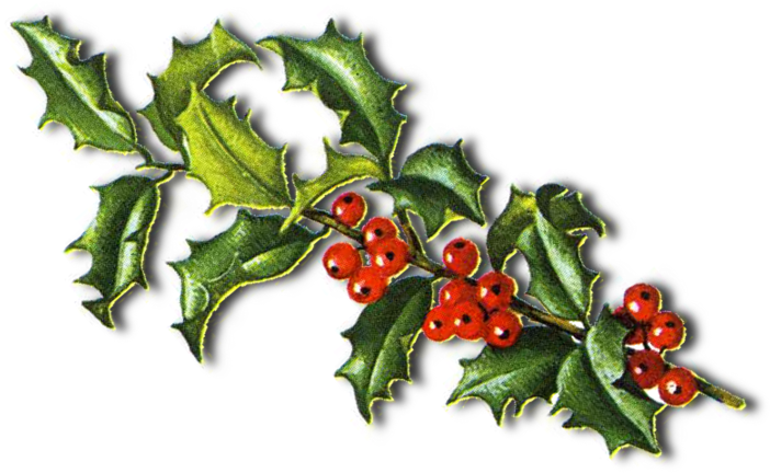 Branche Houx Module 1 - Common Holly (800x477)