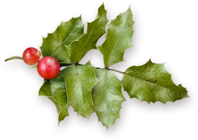 Houx , Gui - Hollyleaf Cherry (500x428)