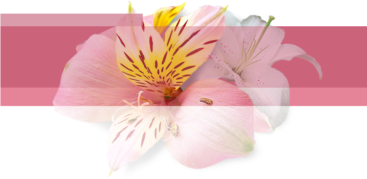 Abstract Flowers, Adobe Photoshop - Flower (752x395)