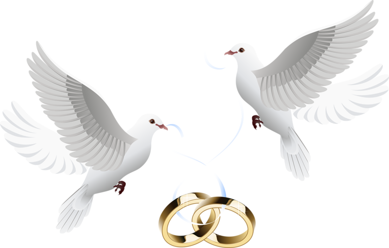 Wedding Invitation Clip Art - Wedding Dove Png (800x510)