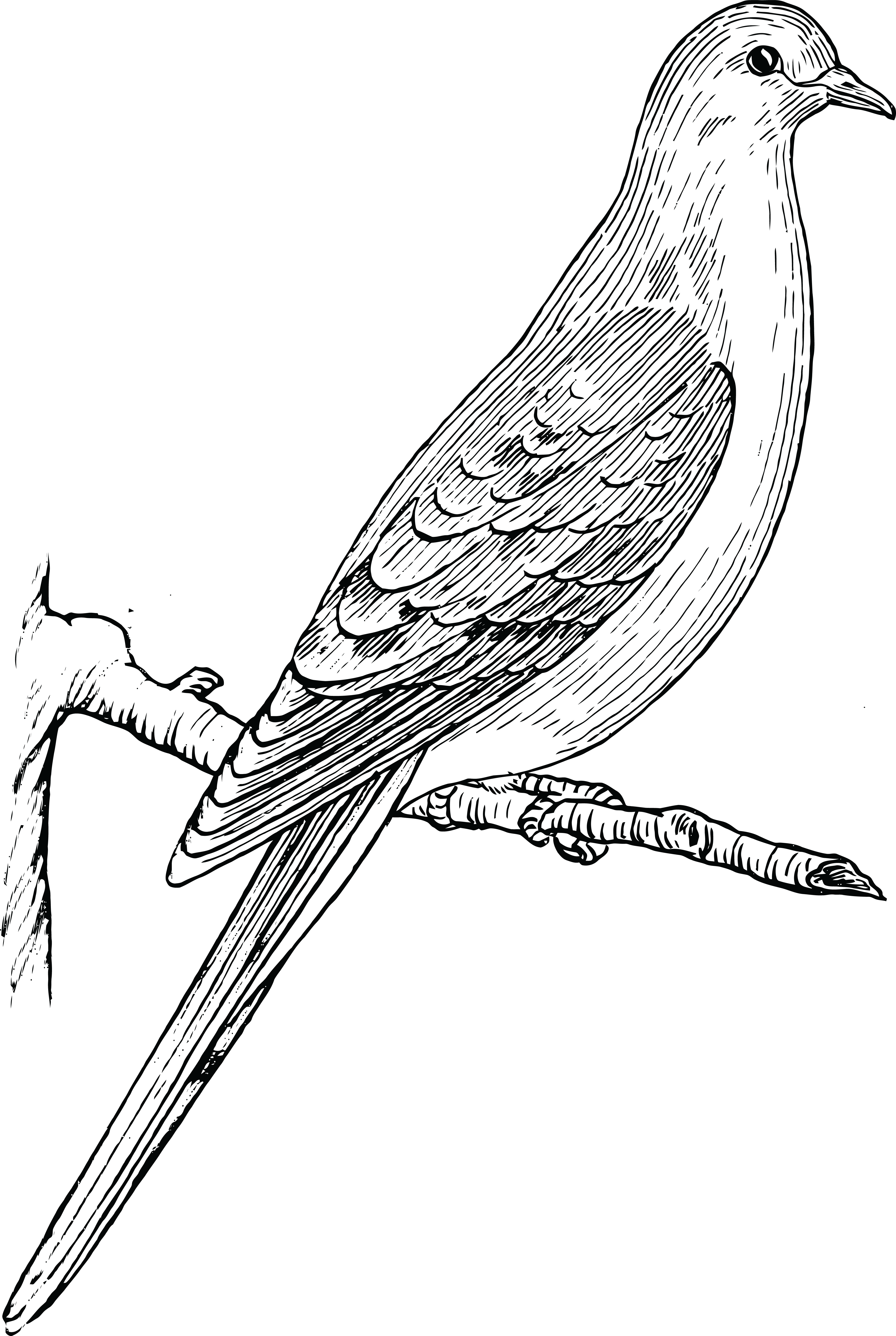 Free Clipart Of A Dove Or Pigeon - Free Clipart Of A Dove Or Pigeon (4000x5965)