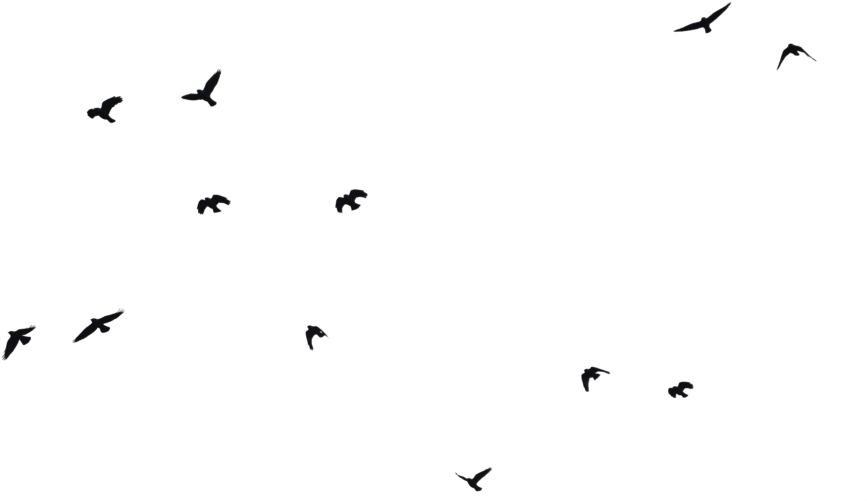 Bird Silhouettes By Frankandcarystock On Deviantart - Editing World (900x576)