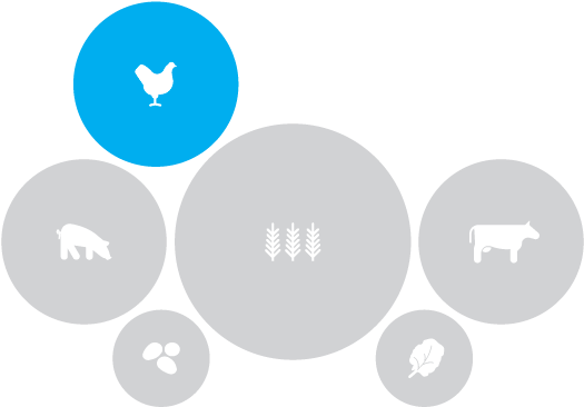 Illustration Of Food Types With Chicken Highlighted - Food (548x384)