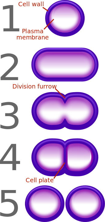 In The Absence Of Β-lactam Antibiotics, The Bacterial - 5 Steps Of Binary Fission (340x715)