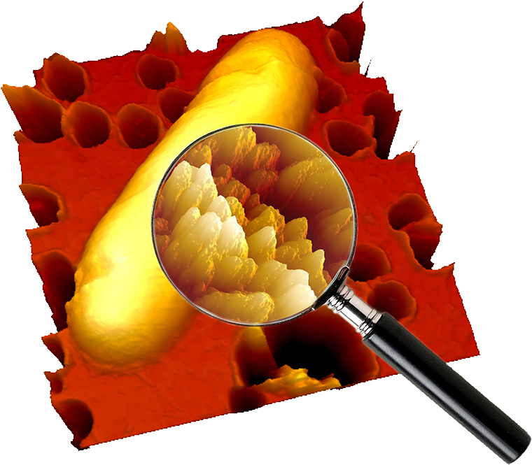 The Anti-fungal Medication Was Particularly Potent - Bacteria (800x704)