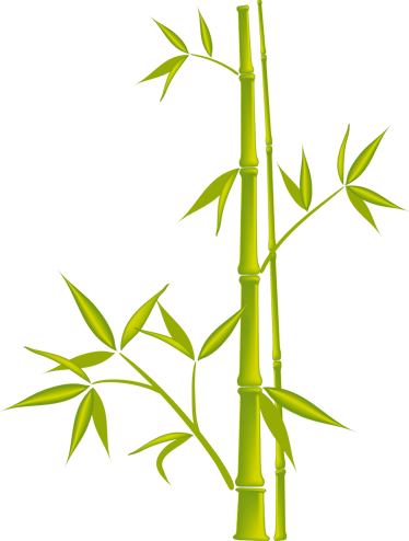 Bambú Libre De Regalías Dibujo - Bamboo Vector Free (374x494)