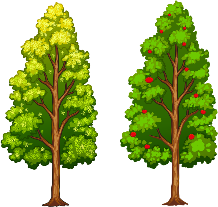 Яндекс - Фотки - Different Type Of Tree (800x729)