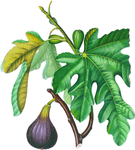 Lunes, 8 De Julio De - Tucan Botanical Illustration (482x540)