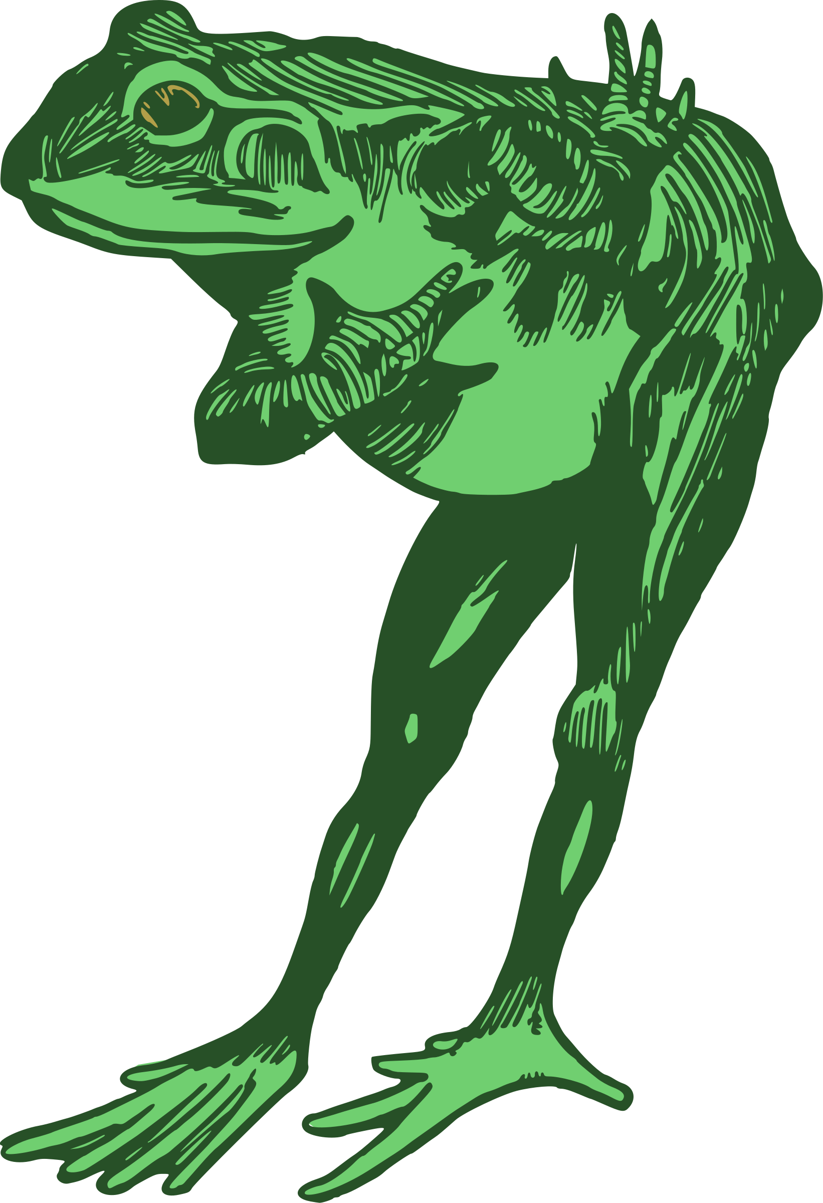 Big Image - Green Frog (1642x2400)
