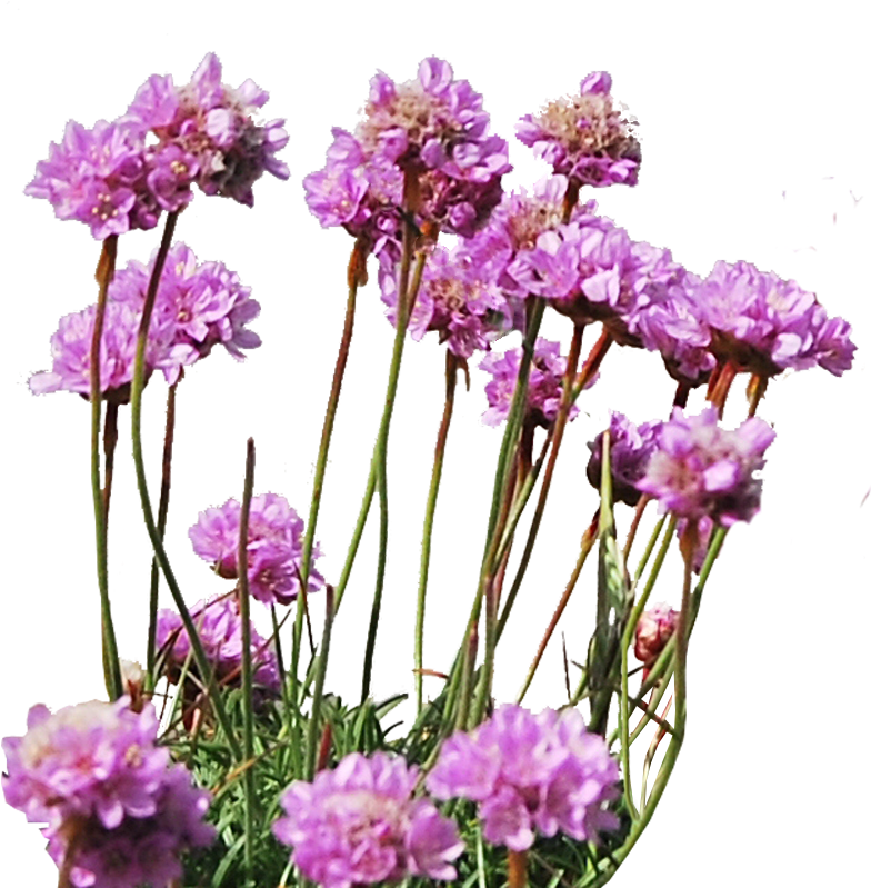 مكتبة السكرابز بدون تحميل - Flowers And Plants Png (798x800)