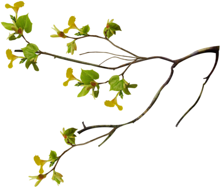 نقرتين لعرض الصورة في صفحة مستقلة - Bird Nest On Tree Png (500x472)