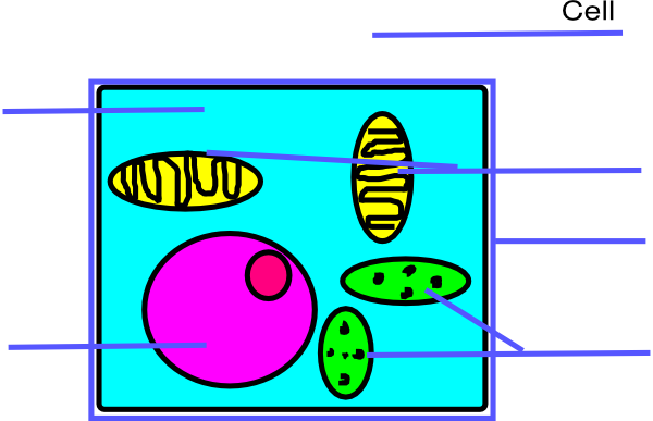 Plant Cell Diagram Cartoon (600x387)