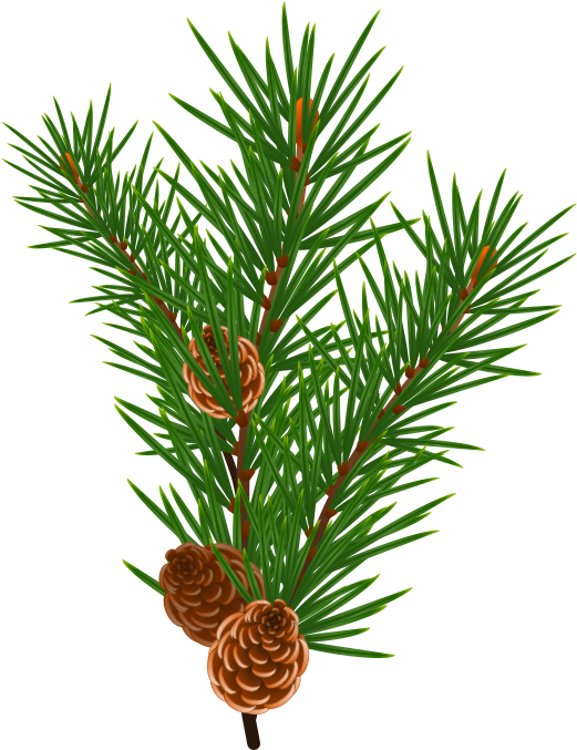 Medium Image - Areca Palm Chrysalidocarpus Lutescens (566x800)