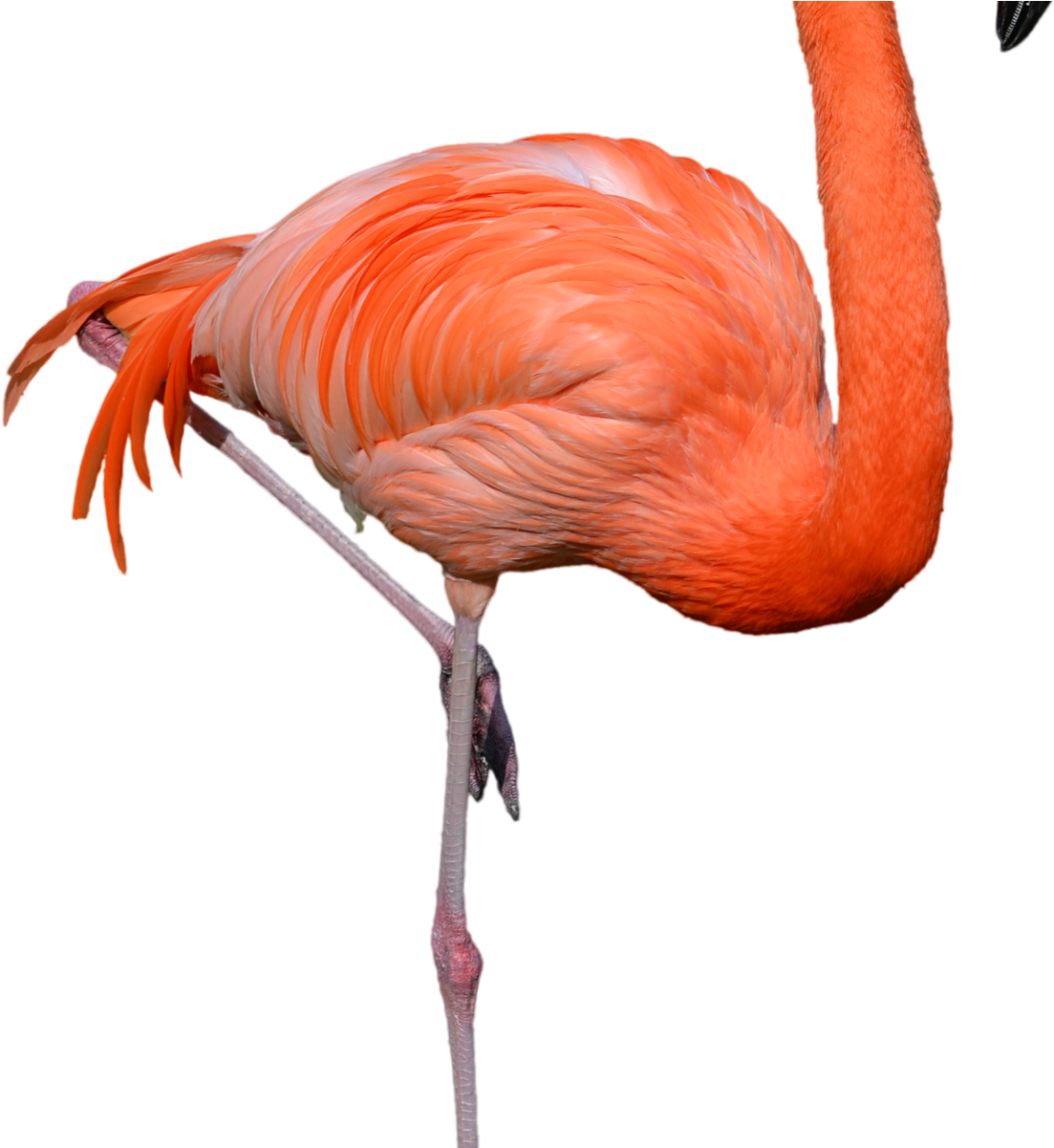 Standing Flamingo Png Clipart Hd Wallpaper Download - Flamingo Png (1600x1200)