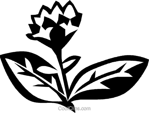 Oregano Royalty Free Vector Clip Art Illustration - Oregano Royalty Free Vector Clip Art Illustration (480x363)