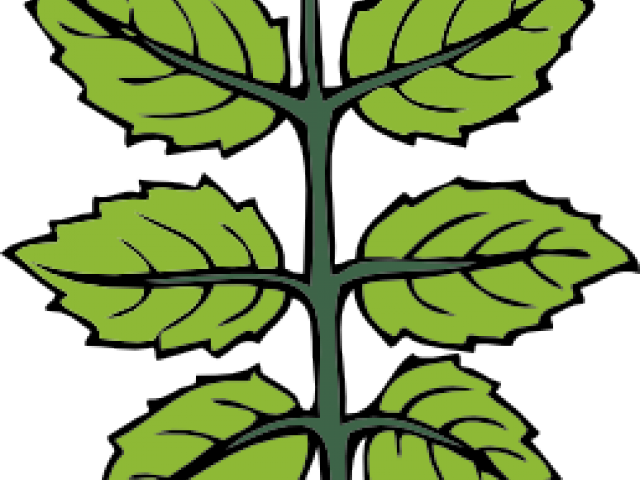 Mint Clipart Mint Plant - Mint Clipart (640x480)