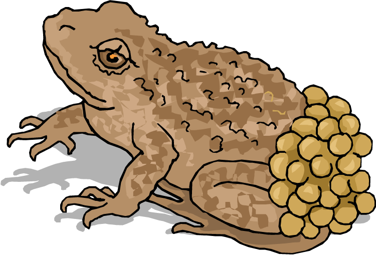 Amphibian Clipart Vertebrate - Frog Laying Eggs Clipart (750x509)