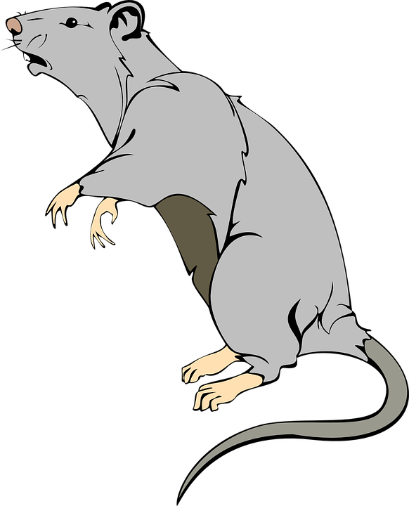 7 - Https - //pixabay - Com/en/rat Animal Mammal - Rat Cartoon Transparent (582x720)