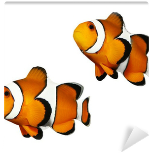Fotobehang Tropische Rifvissen - Clownfish As Pets. Clown Fish Owners Manual. Clown (400x400)