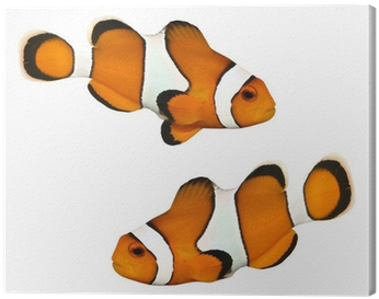 Canvas Tropische Rifvissen - Fish (400x400)