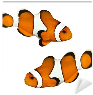 Fotobehang Tropische Rifvissen - Fish (400x400)