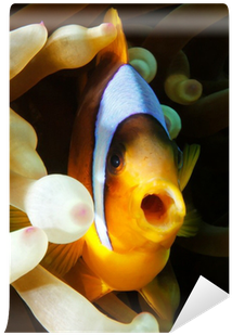 Coral Reef Fish (400x400)