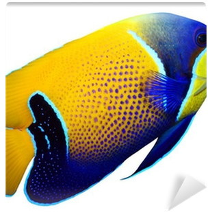 Fotobehang Tropische Rifvissen - Dogline Tropical Fish Toys (400x400)