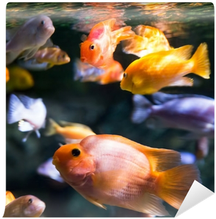 Fotobehang Foto Van Een Tropische Vissen • Pixers® - Tropical Fish (400x400)