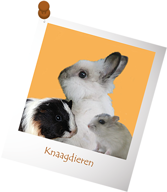 Er Lopen Zelfs Wat Dieren Los Door De Winkel, Zoals - Rat (400x396)